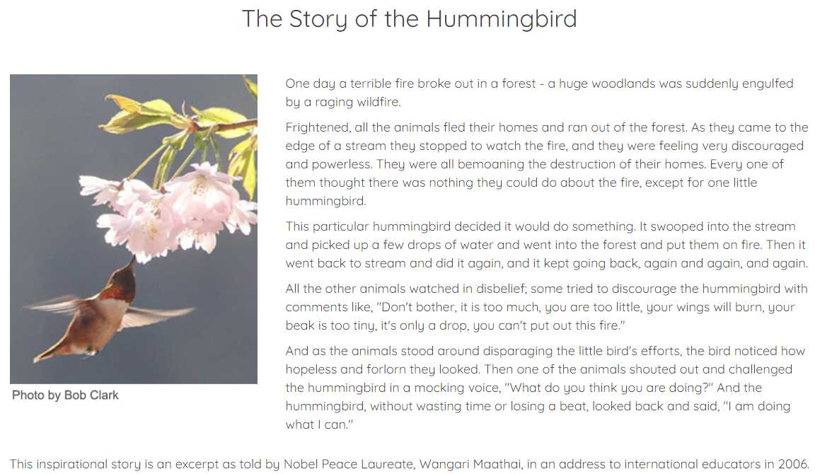 hummingbird_story.jpg